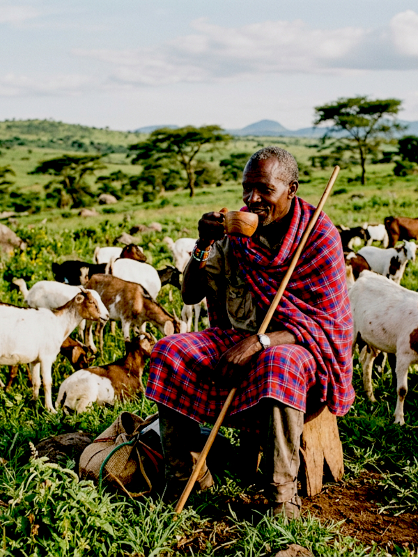 An African Goat Shepherd Drinks Coffee