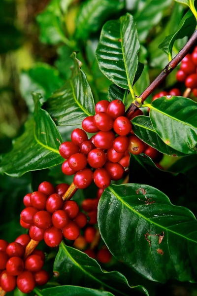 Coffea Plant with Fruits